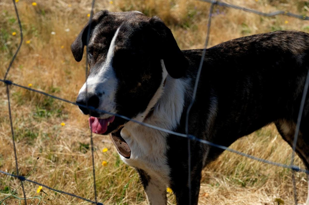 Willa Quinta Do Chaozinho Alijó Zewnętrze zdjęcie